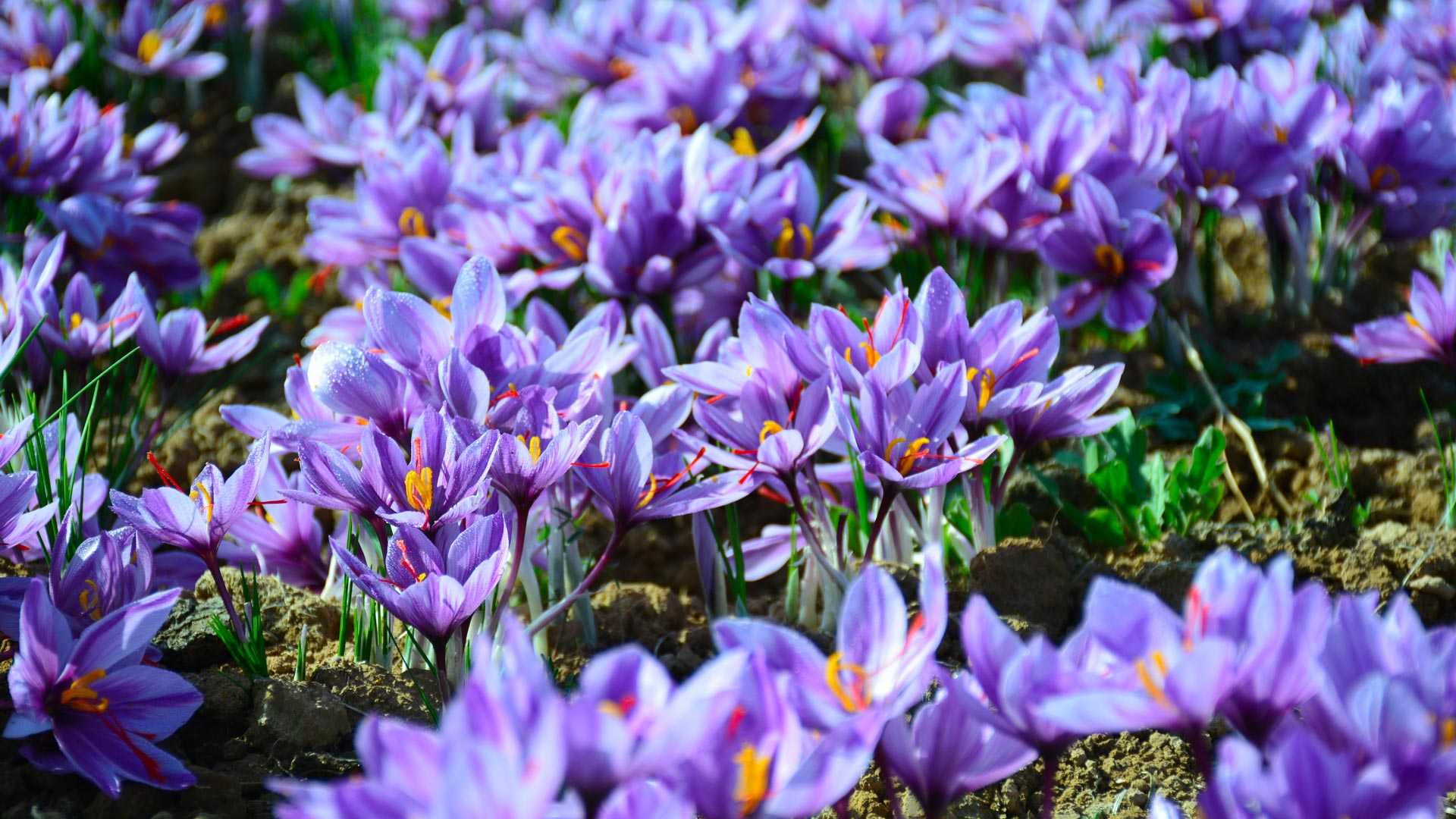 Hautes-Gorges-de-la-Rivière-Malbaie