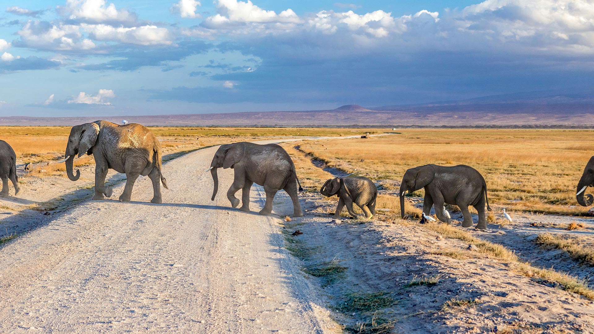 Kenya : Safaris au coeur du royaume animal
